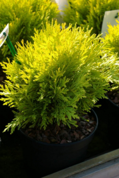 Goldkugel Lebensbaum 2