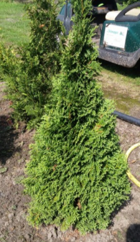 Thuja occidentalis Holmstrup