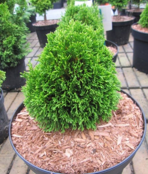 Preview: Thuja occidentalis Maks 4