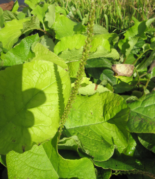 Preview: Kaukasischer Borretsch 3