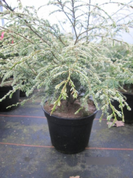 Tsuga canadensis Gentsch White1