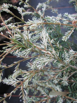 Tsuga canadensis Gentsch White2