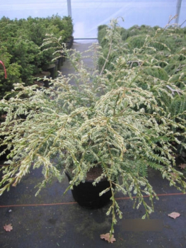 Tsuga canadensis Gentsch White3