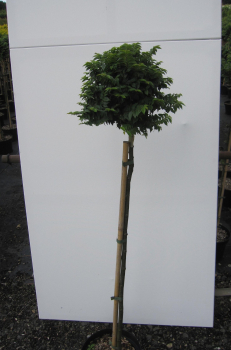 Preview: Hochstamm Ulme Jacqueline Hillier 3