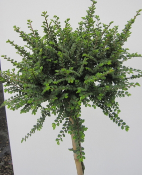 Preview: Hochstamm Chinesische Ulme Seiju 3