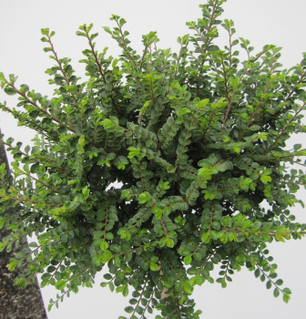 Preview: Hochstamm Chinesische Ulme Seiju 2