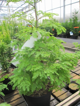 Metasequoia glyptostroboides Hamlet's Broom1
