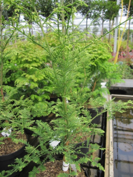 Metasequoia glyptostroboides Little Creamy1