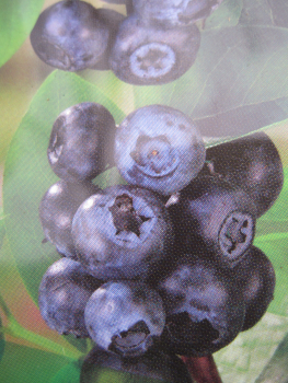 Amerikanische Blaubeere Blue Pearl 1