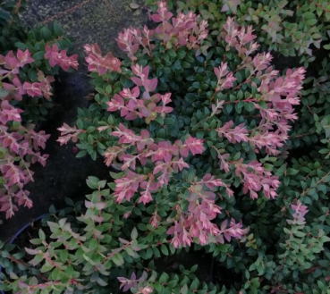 Vaccinium floribundum 1