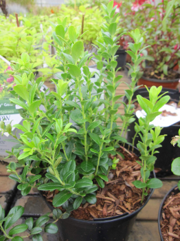 vaccinium  vitis idea miss cherry 1