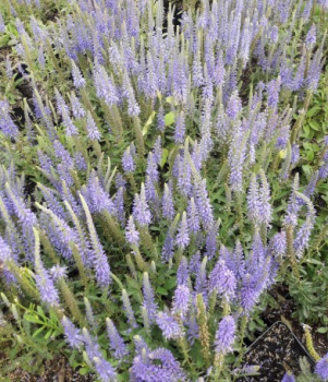 Teppich-Ehrenpreis Blauteppich
