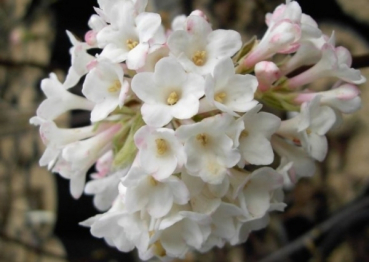 Winterschneeball Deben 1