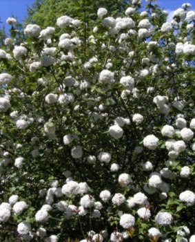 Viburnum x carlcephal