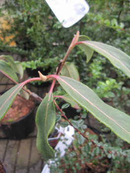 Viburnum henryi 2