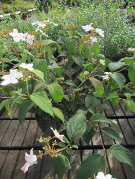 Preview: Japanischer Schneeball Pinkimono 2