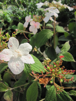 Japanischer Schneeball Pinkimono 1