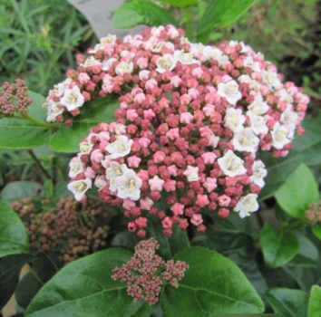 Viburnum tinus Lisarose Loren 1