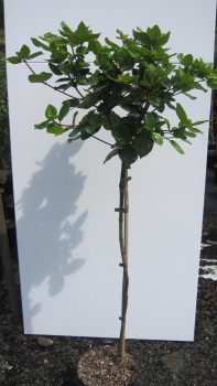 Preview: Hochstamm Lorbeer-Schneeball Rock'n Rolla 2