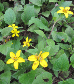 Preview: Chrysogonum virginianum 2