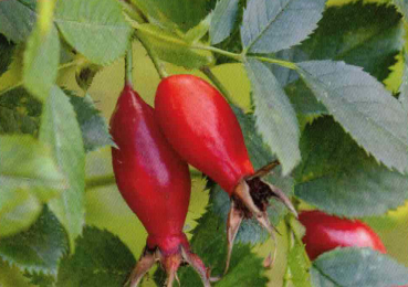 Wildrose Piro 3 - Strauchrose - Vitamin-Rose - Duft++