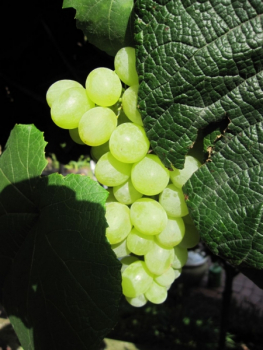 Vitis vinifera Orangentraube 2