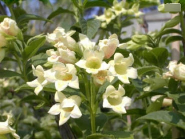 Goldweigelie1