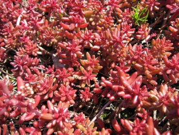 Preview: Weißer Mauerpfeffer 2