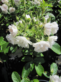 Preview: Wildrose White Grootendorst 3