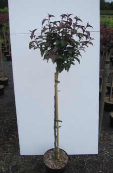 Preview: Hochstamm Zierapfel Dark Rosaleen 2