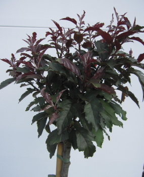 Preview: Hochstamm Zierapfel Royal Raindrops ® - Malus Roysal Raindrops 3