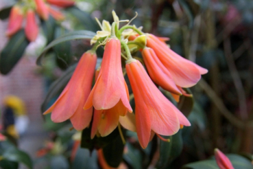 Rhododendron cinnabarinum