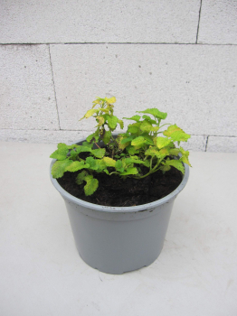 Preview: Melissa officinalis Aurea 3