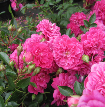 Preview: Zwergrose Roxy 2