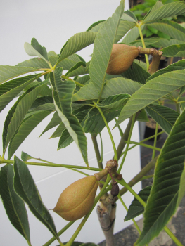 Preview: Hochstamm Zwergkastanie Rosea Nana 2