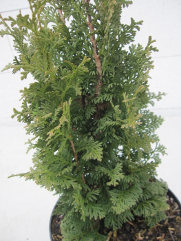 Thuja occidentalis Brobecks Tower 2