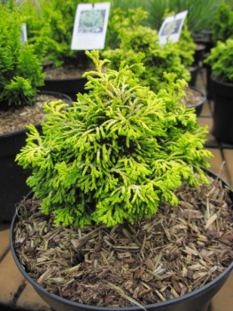 Chamaecyparis obtusa Golden Nymph1