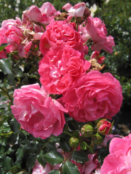 Zwergrose Charmant 2