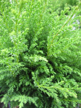 Chamaecyparis pisifera Gregs Reversion2