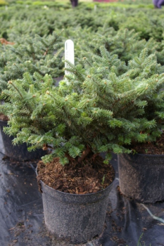 Preview: Abies balsamea Nana 2