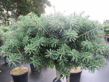 Preview: zwergige Koreatanne Cis 4