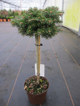 Abies koreana Kristallkugel 1