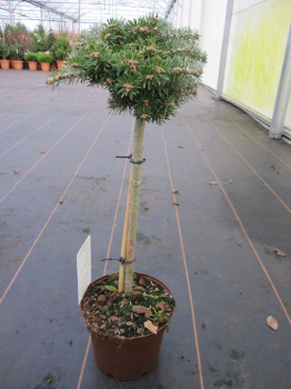 die Abies koreana Kristallkugel ist eine schöne Ergänzung im Steingarten oder Heidegarten