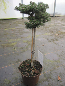 Abies koreana Silberperle 1