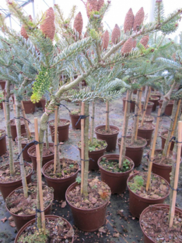 Preview: Abies koreana Silver Star auf Stamm auch im Kübel auf der Terrasse