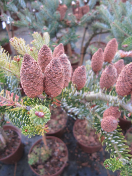 Abies koreana Silver Star ist perfekt für den kleinen Garten