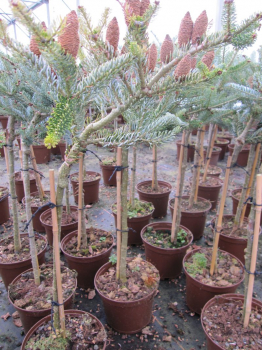 Abies koreana Silver Star auf Stamm auch im Kübel auf der Terrasse