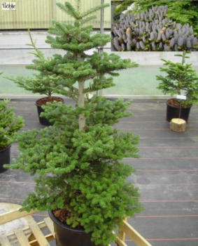 Koreatanne Tropfstein 1
