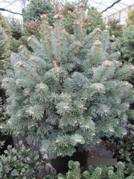 Zwergtanne lasiocarpa compacta 1