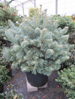 Zwergtanne lasiocarpa compacta 3